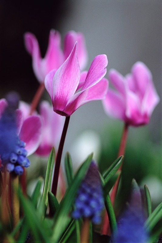 Cyclamen3 - Flowers 1