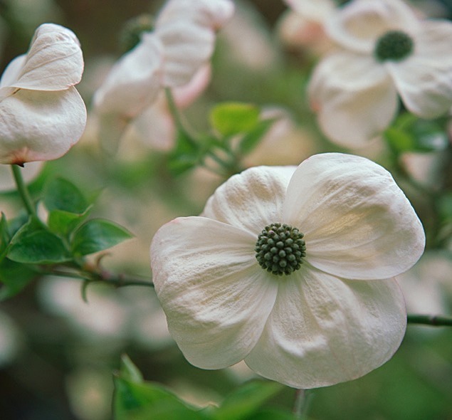 Cornus Nuttallii - Flowers 1