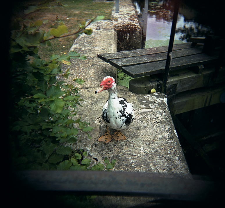 Duck at Flatford Mill, Suffolk - Others
