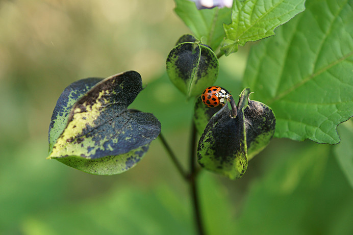 LadybirdNicandra2 - Flowers IV