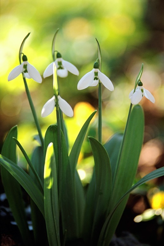 Snowdrop2 - Flowers II