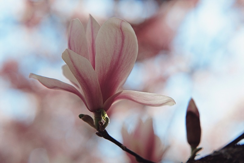 Magnolia Soulangeana-3 - Flowers III
