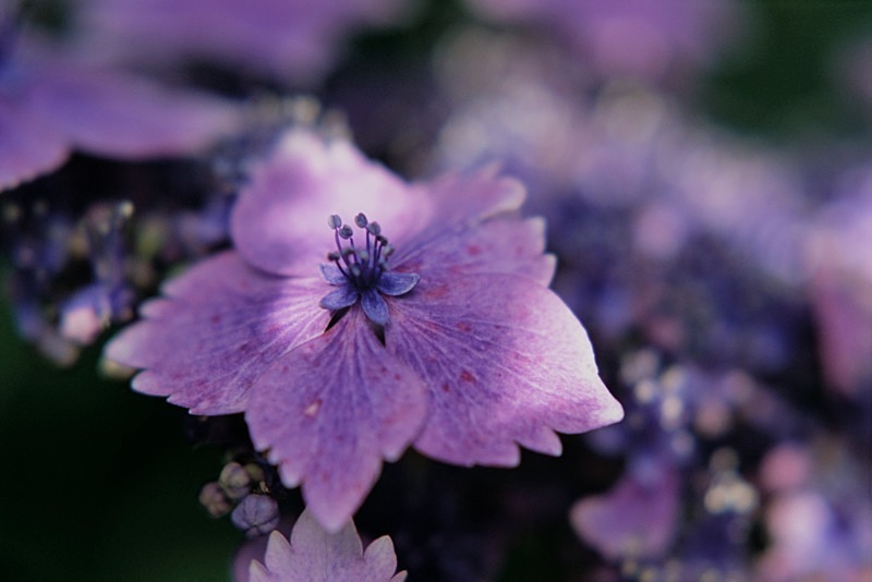 Hydrangea Serrata Blu1EA0 - Flowers III