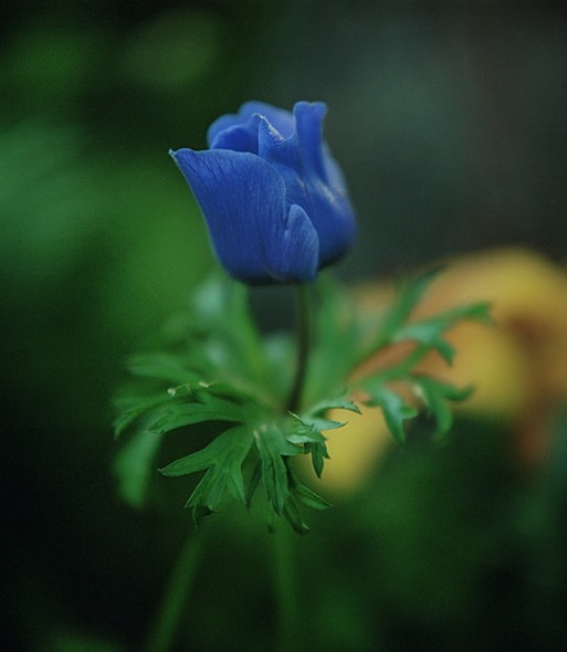 ANENOME - Flowers 1