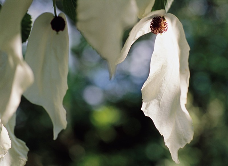 Davidia Involucrata1 - Flowers 1