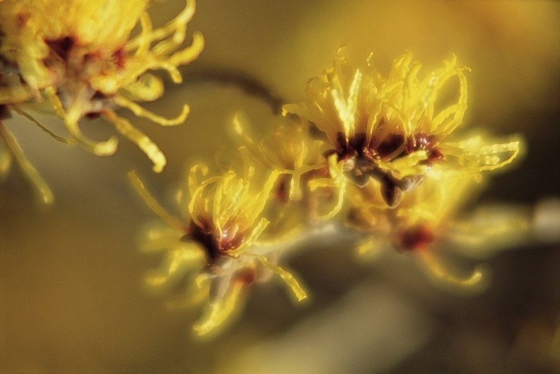 Hamamelis Mollis Coombe Wood - Flowers III
