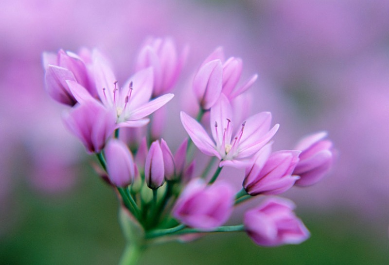 Alium Unifolium - Flowers 1