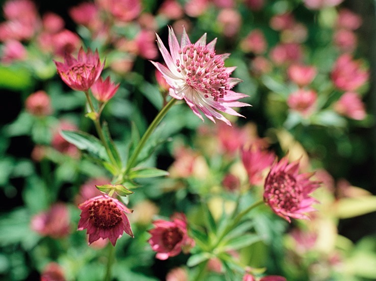 Astrantia - Flowers 1