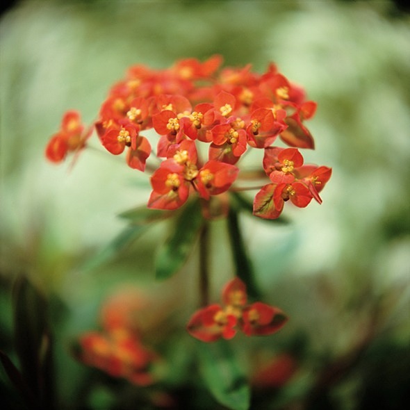 Euphorbia Griffithii Fireglow - Flowers III