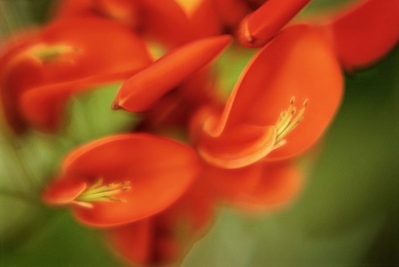 Erythrina Americana Coral Tree1 - Flowers III