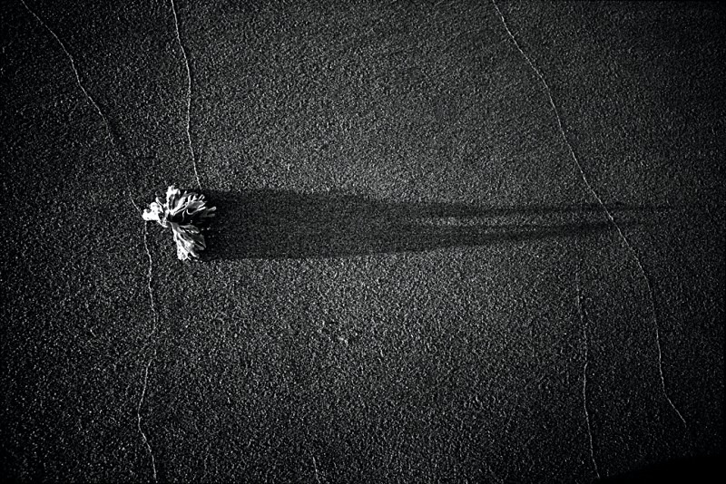 Seaweed with Shadow, Skegness - Others