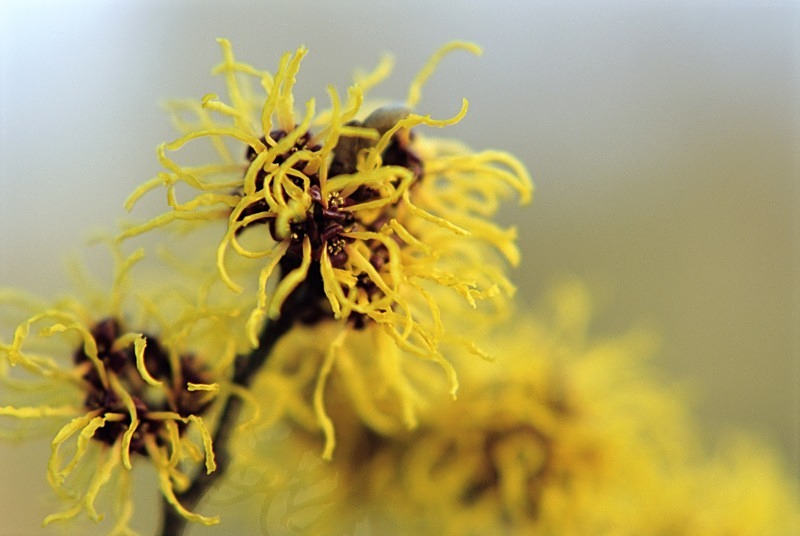 Hamamelis Intermedia Oran1EDC - Flowers III