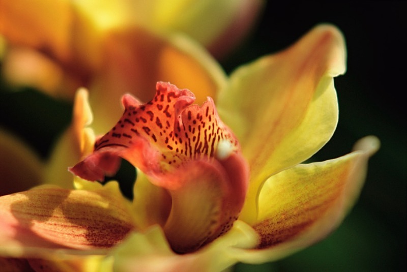 Orchid Cymbidium Astronaut Rajah - Flowers II