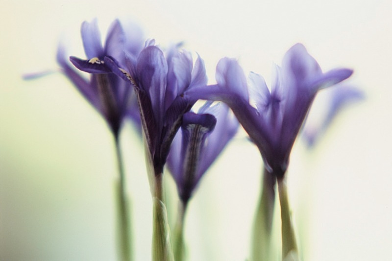 Colchicum - Flowers III
