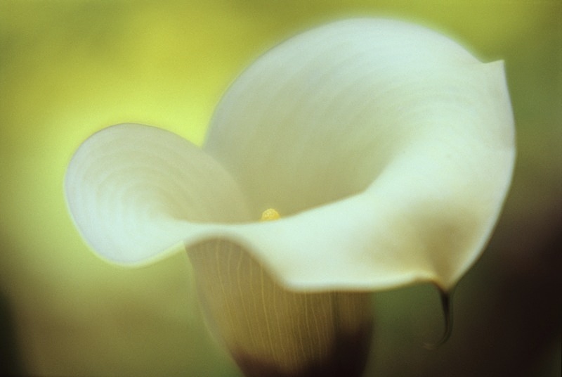 Zantedeschia 3 - Flowers II