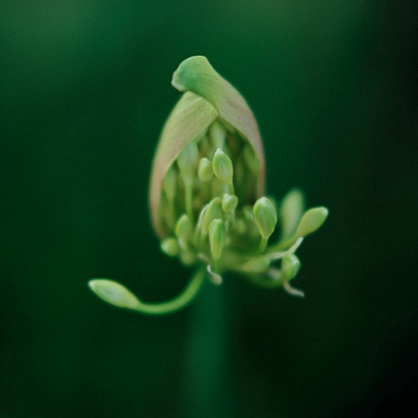 Agapanthus - Flowers 1