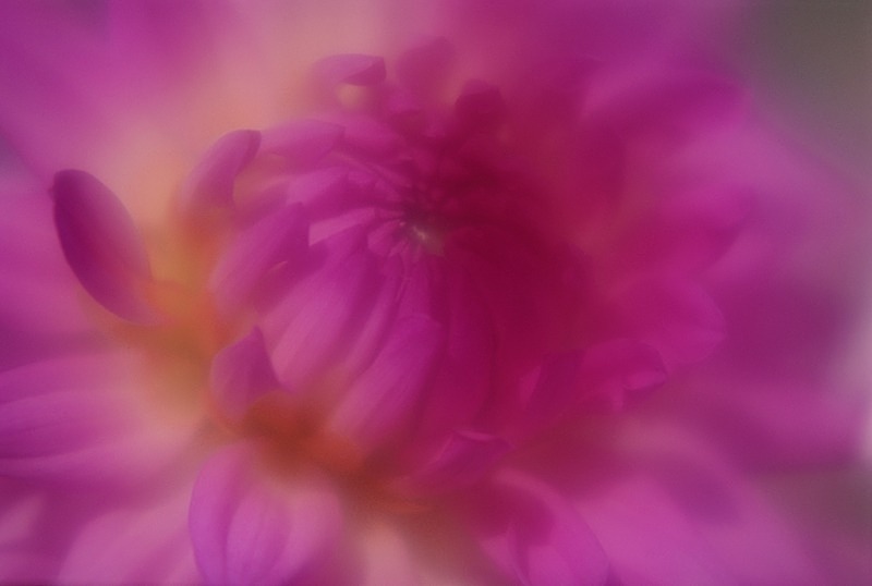 Pink Dahlia - Flowers II
