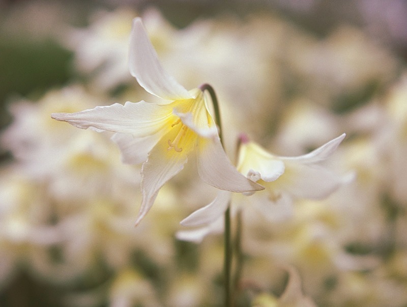 Erythronium White Beauty - Flowers III