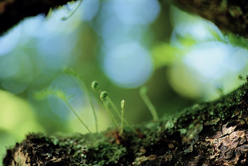 Fernshoots on old tree - Flowers III