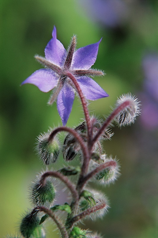Borago Officionalis - Flowers 1