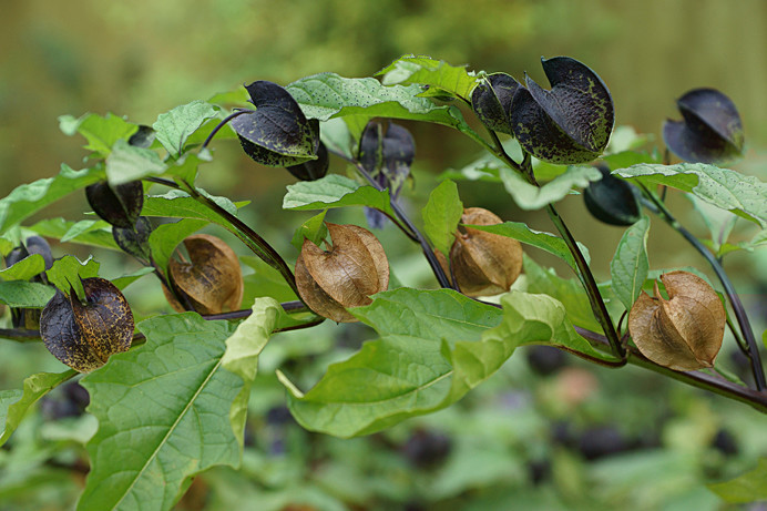 Nicandra1 - Flowers IV