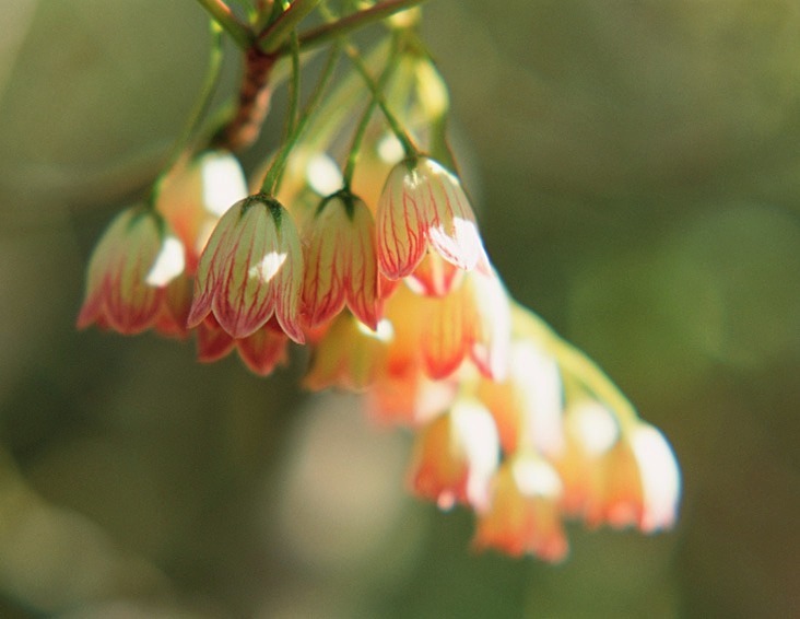 Enkianthus Campanulatus - Flowers 1