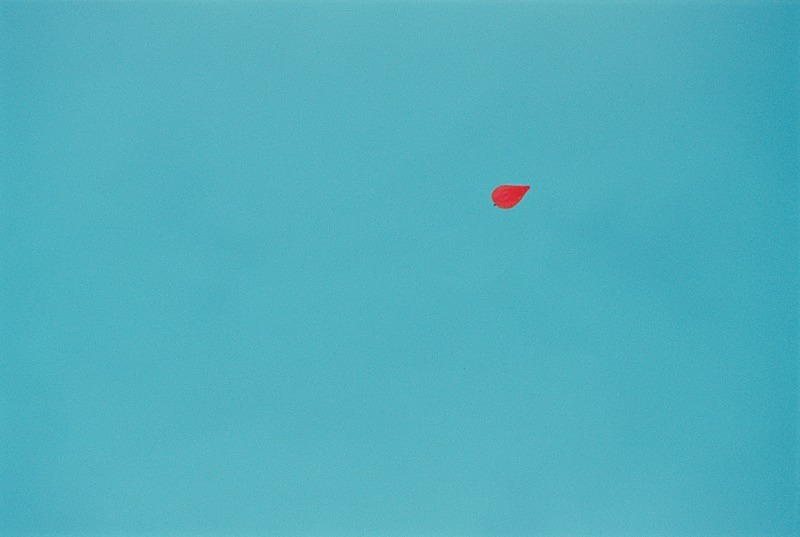Leaf in Swimming Pool, Hydra, Greece - Others