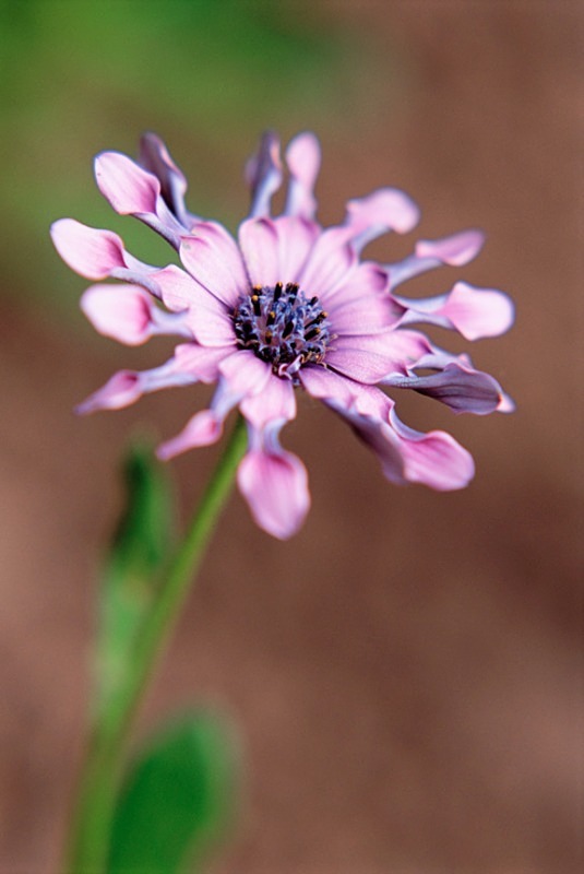 Osteospermum - Flowers II