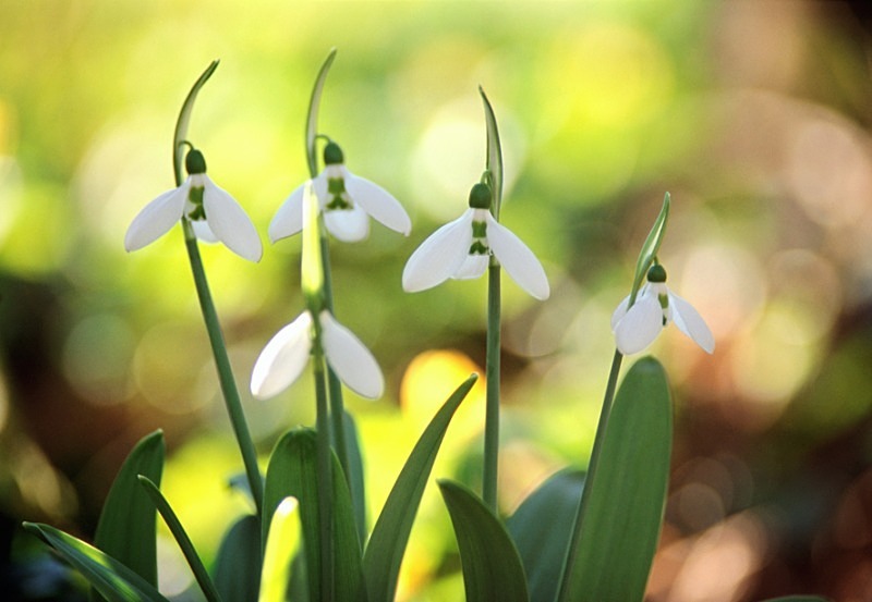 Snowdrop3 - Flowers II