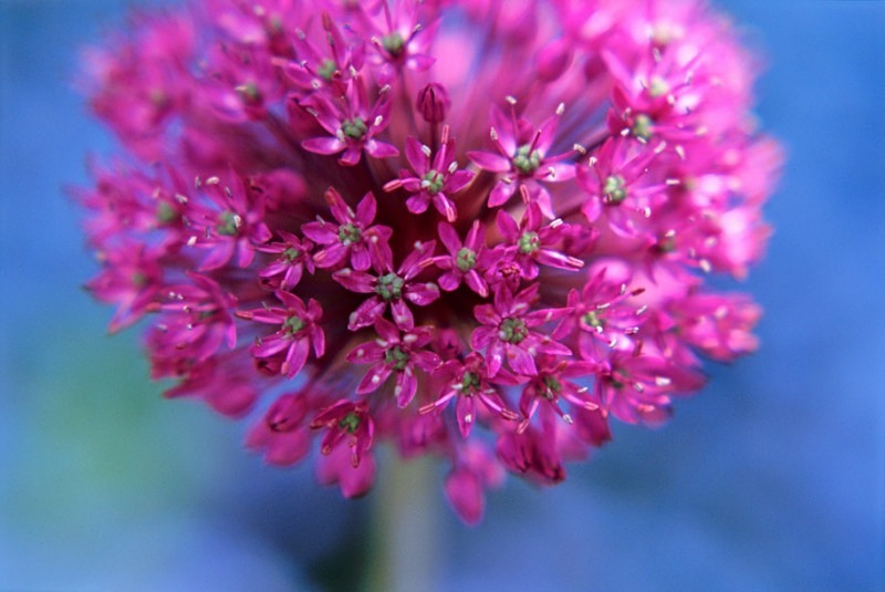 Allium Aflatunense - Flowers 1