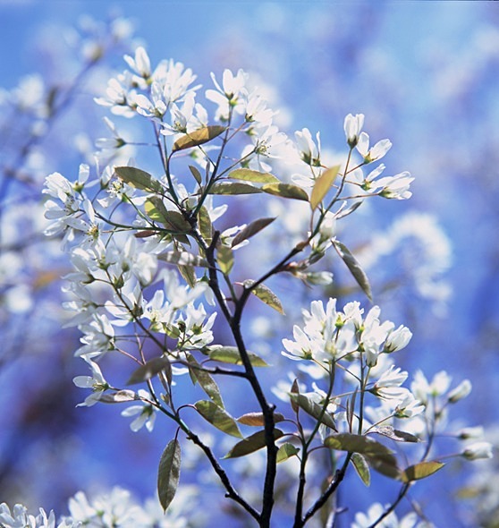 Amelanchier - Flowers 1