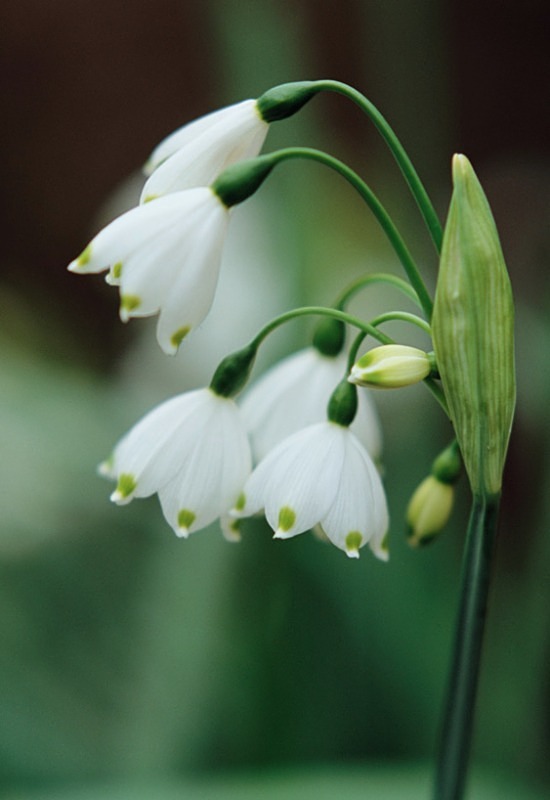 Leucojum Aestivum - Flowers III