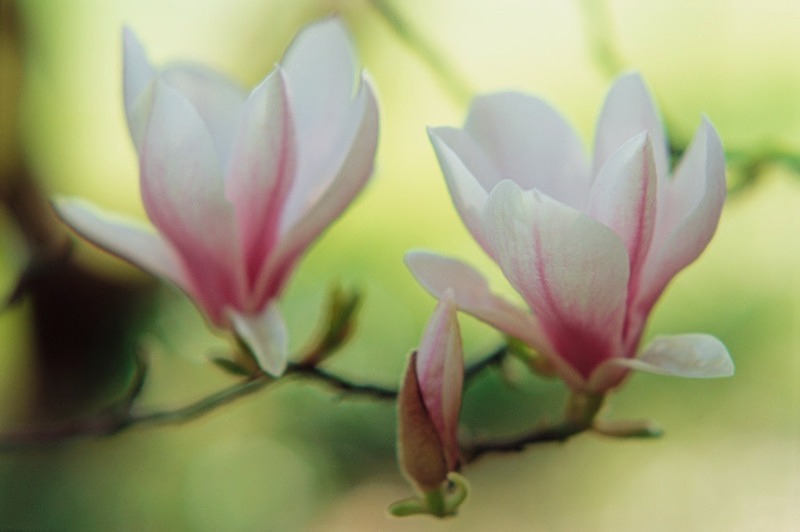 Magnolia Soulangeana-7 - Flowers III