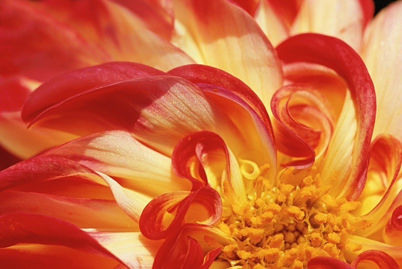 Dahlia Fireball 2 - Flowers 1