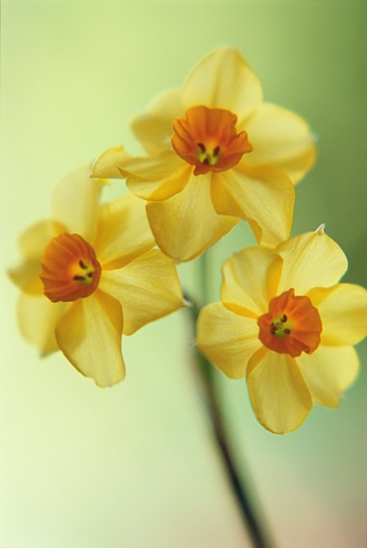 Narcissus - Flowers III