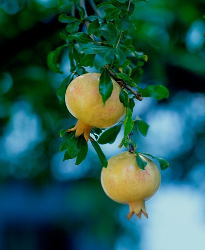 Pomegranates - Flowers II
