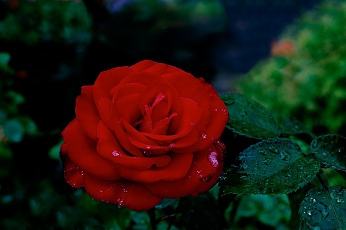 Fuji Velvia Rose 2 - Flowers III