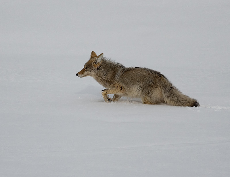  - Yellowstone