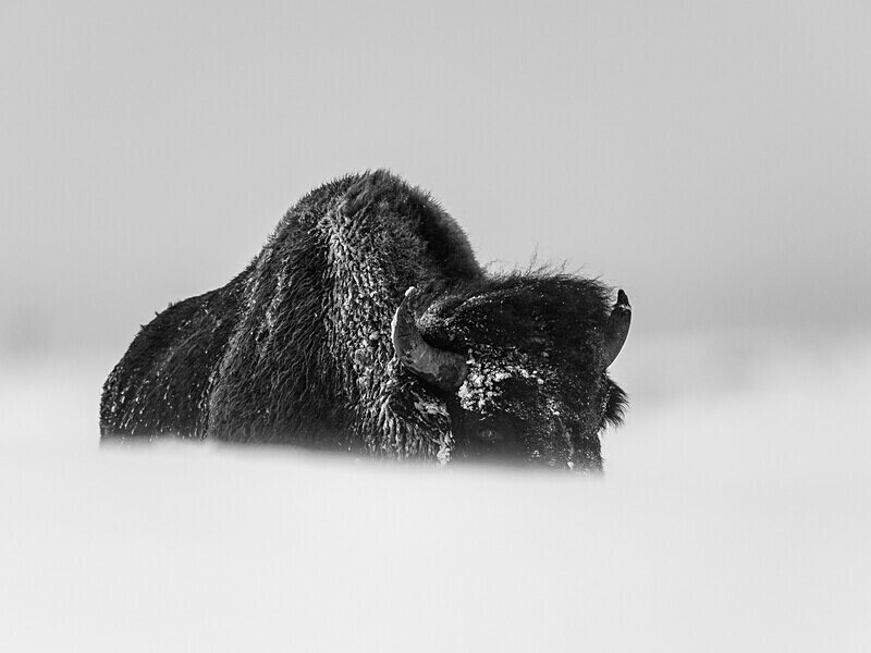  - Monochrome Selection