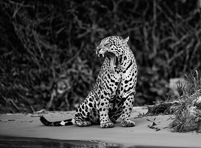  - Monochrome Selection