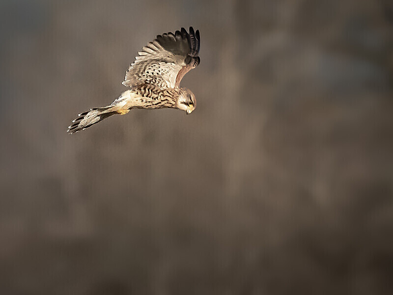  - UK Wildlife