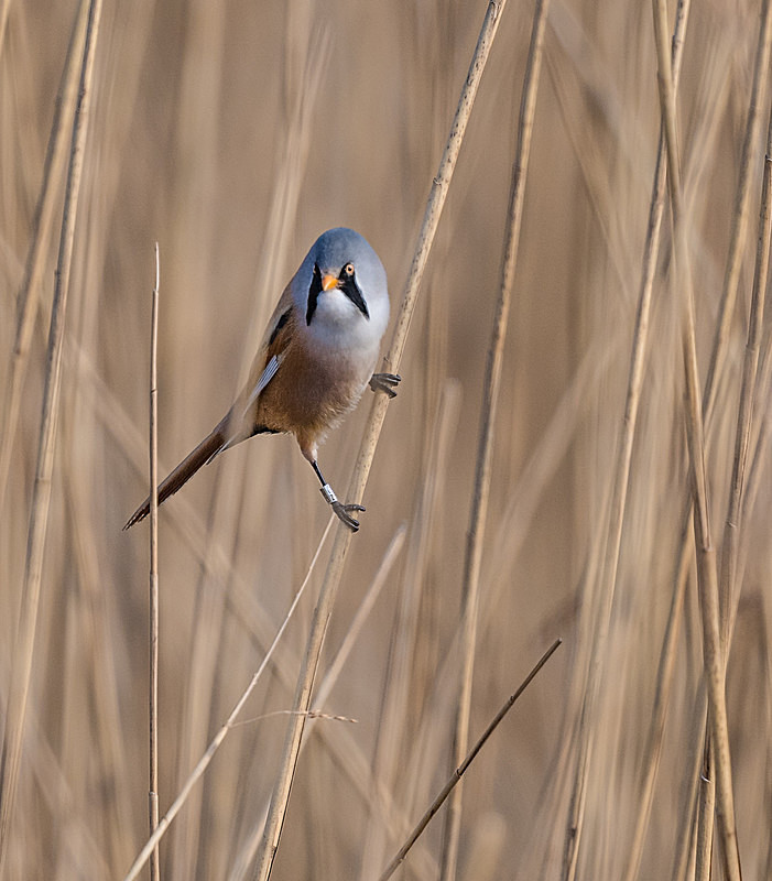 - UK Wildlife