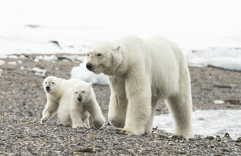  - Arctic