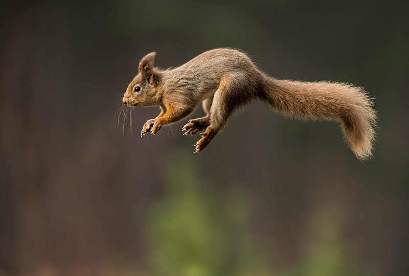  - UK Wildlife