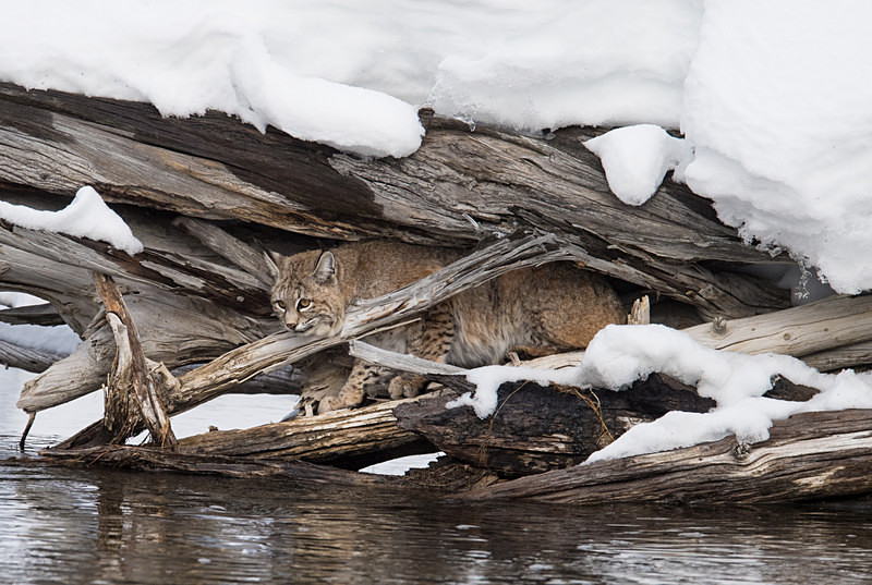  - Yellowstone