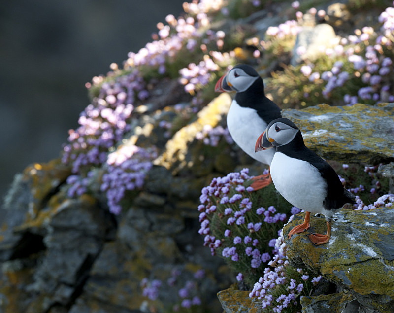  - UK Wildlife