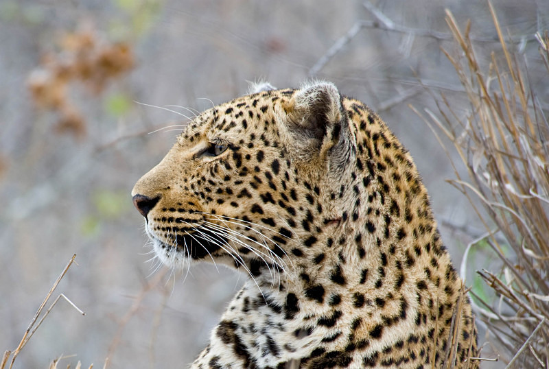  - South Africa