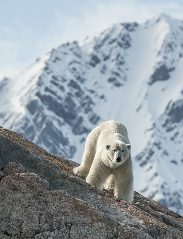  - Arctic