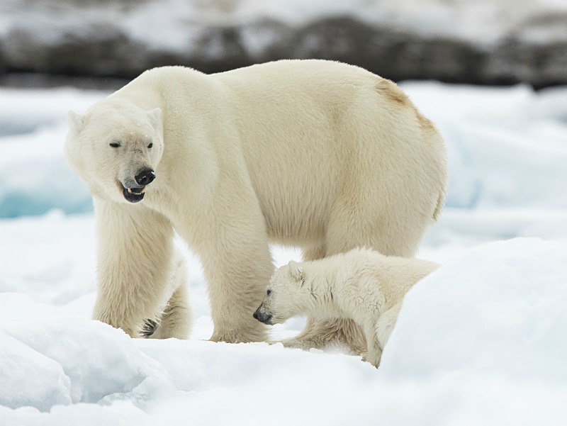  - Arctic