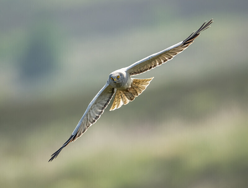  - UK Wildlife
